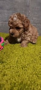 Дівчинка мальтипу ф2