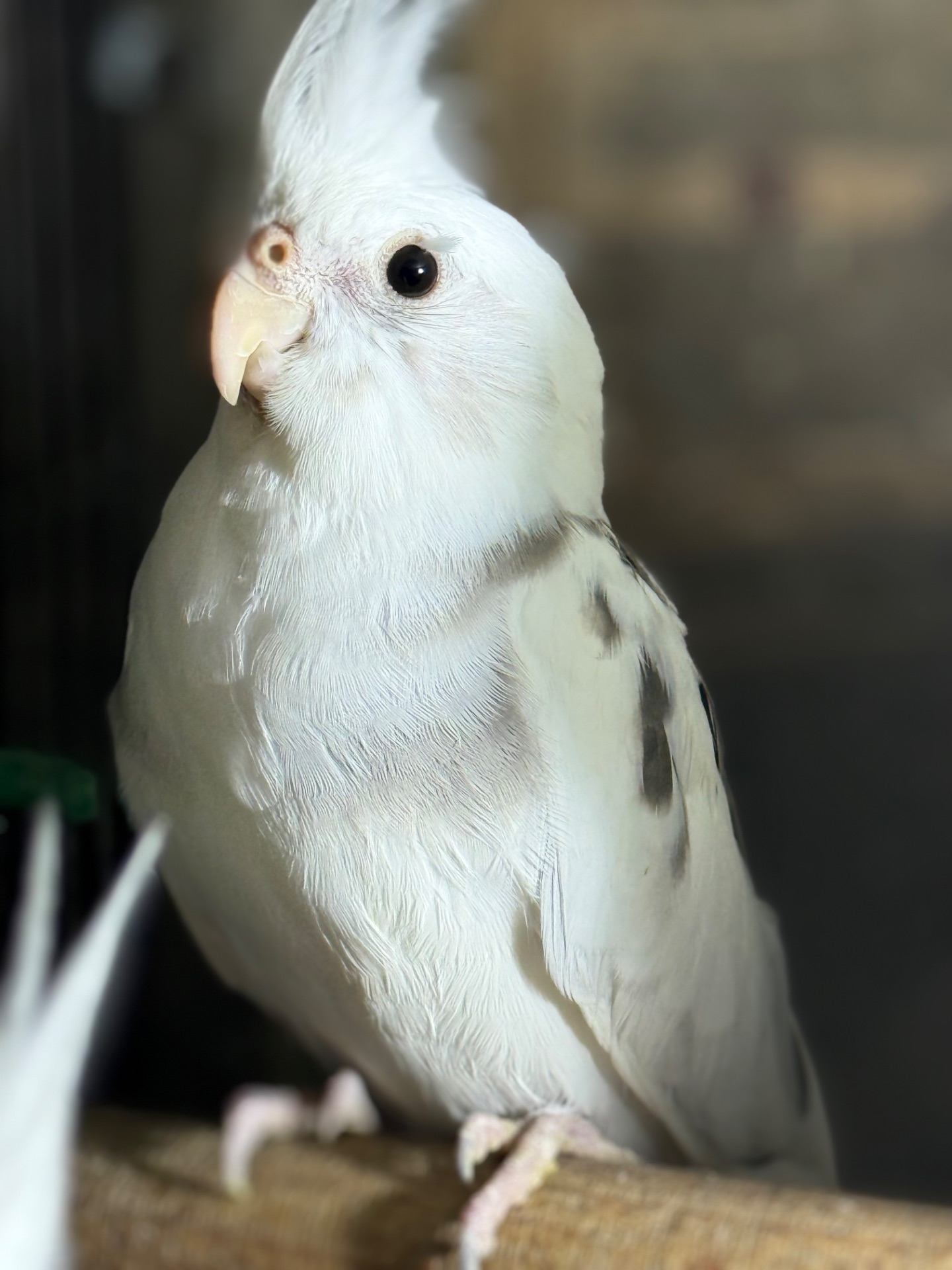 Папуги Корелла пташенята для навчання розмови