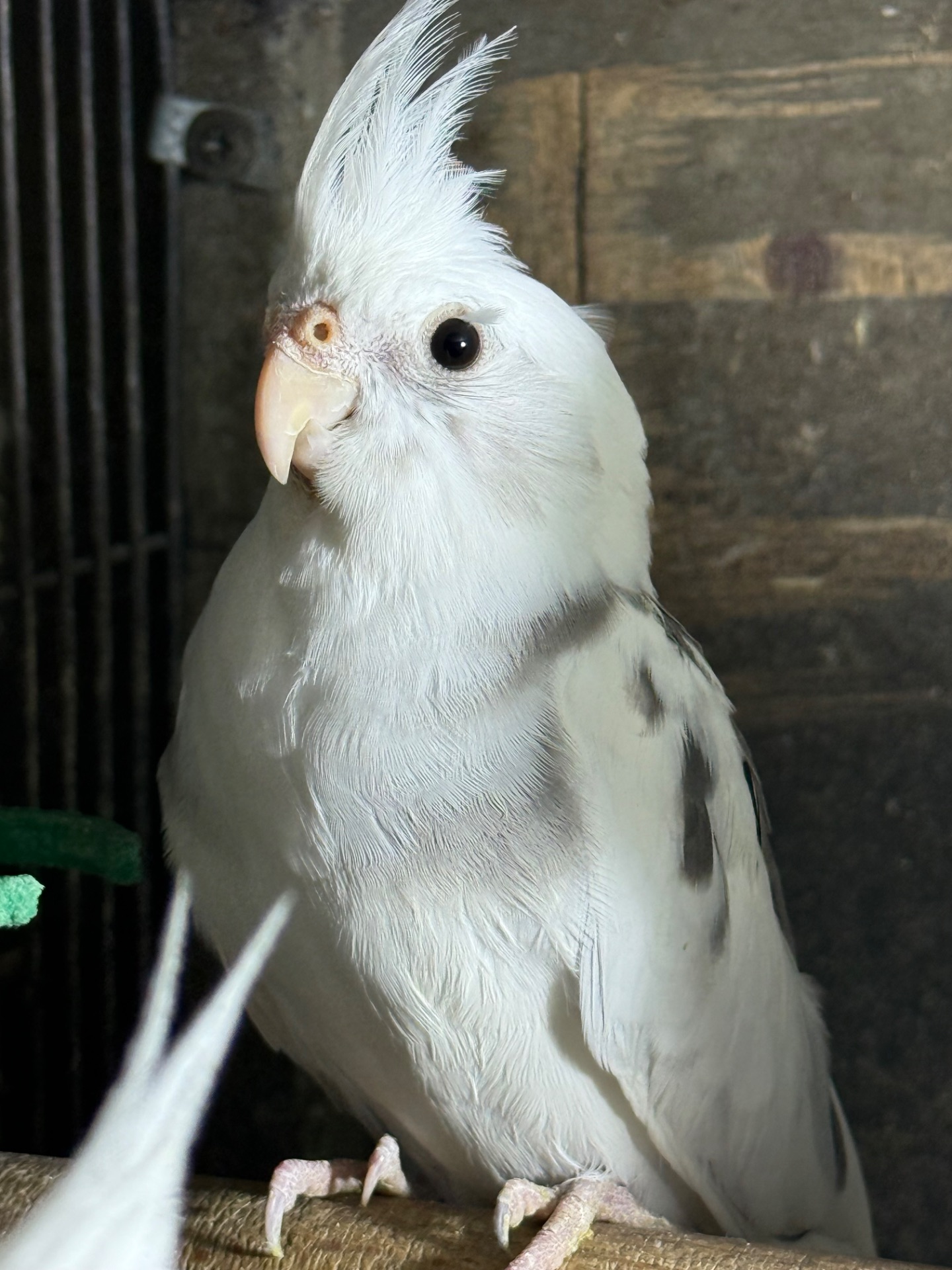 Папуги Корелла пташенята для навчання розмови