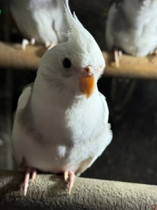 Папуги Корелла пташенята для навчання розмови