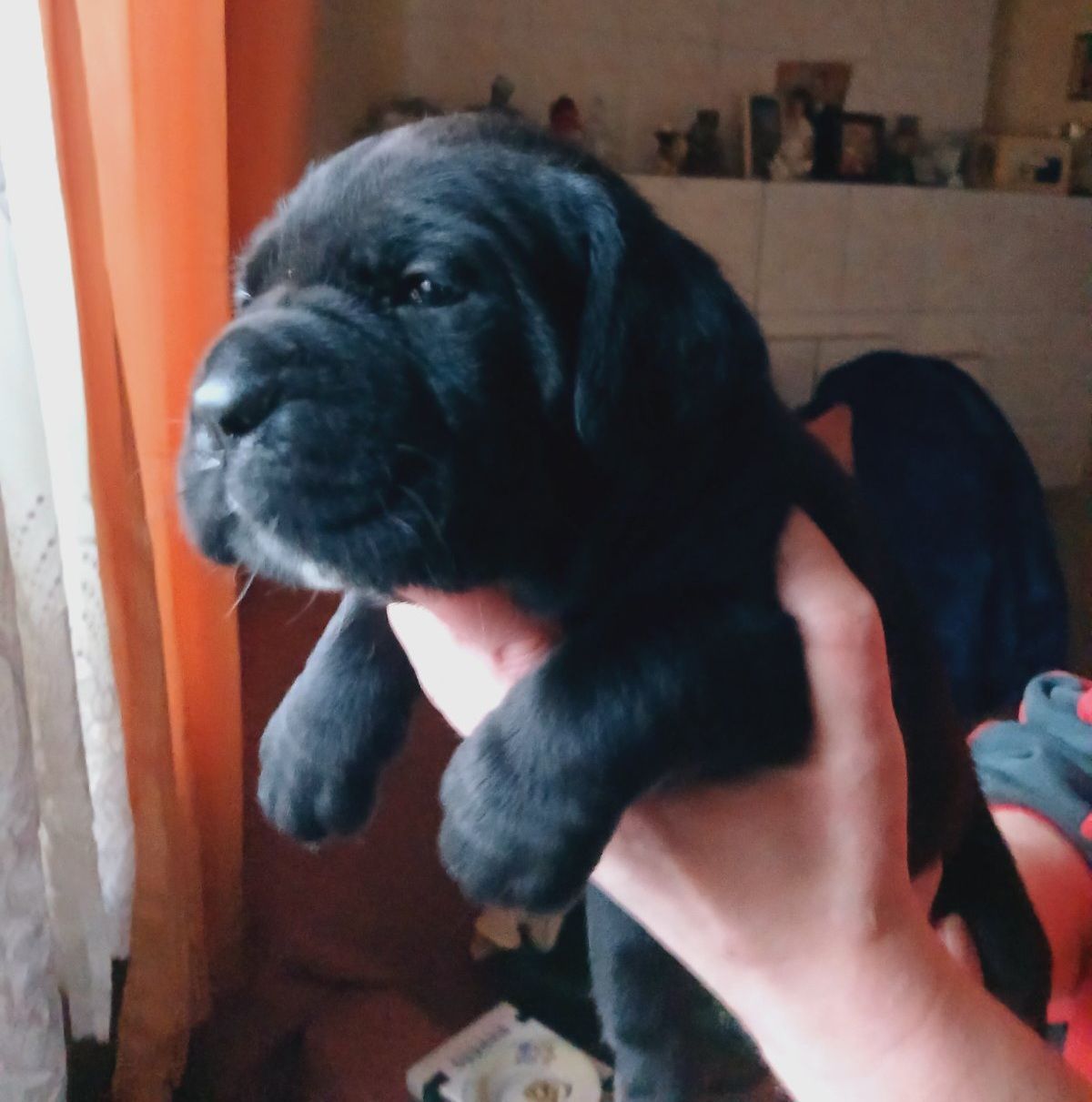 цуценята кане корсо