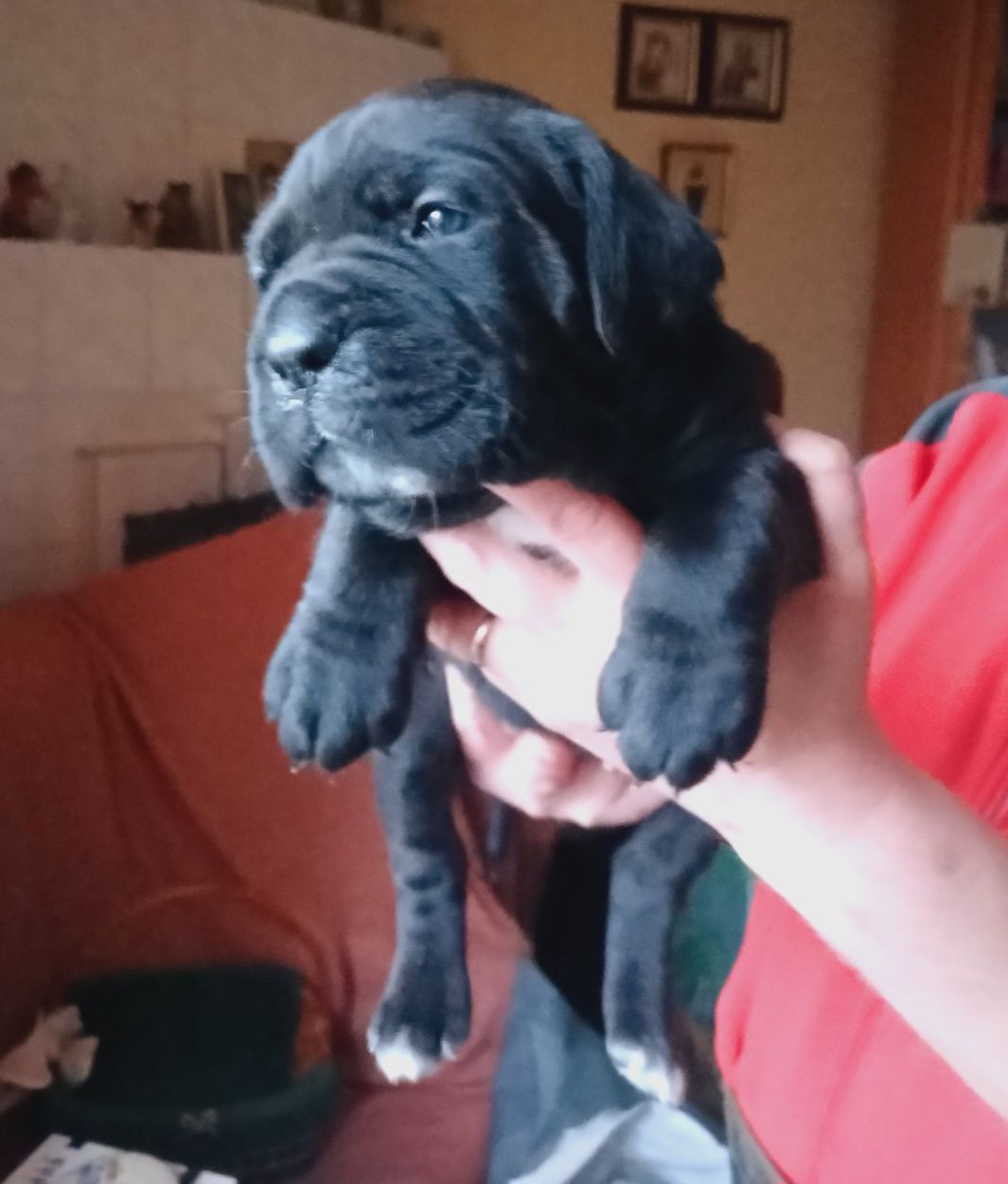 цуценята кане корсо