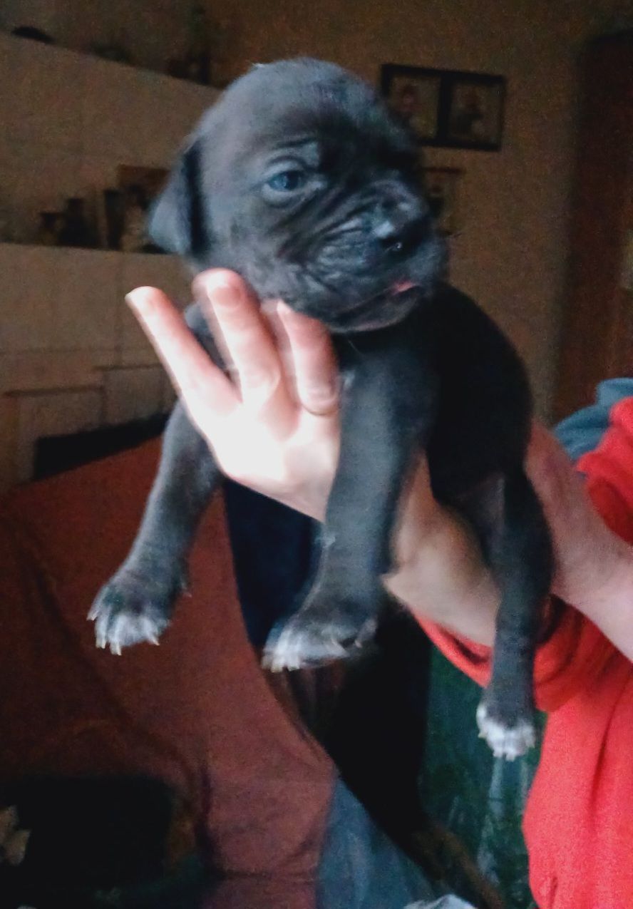 цуценята кане корсо