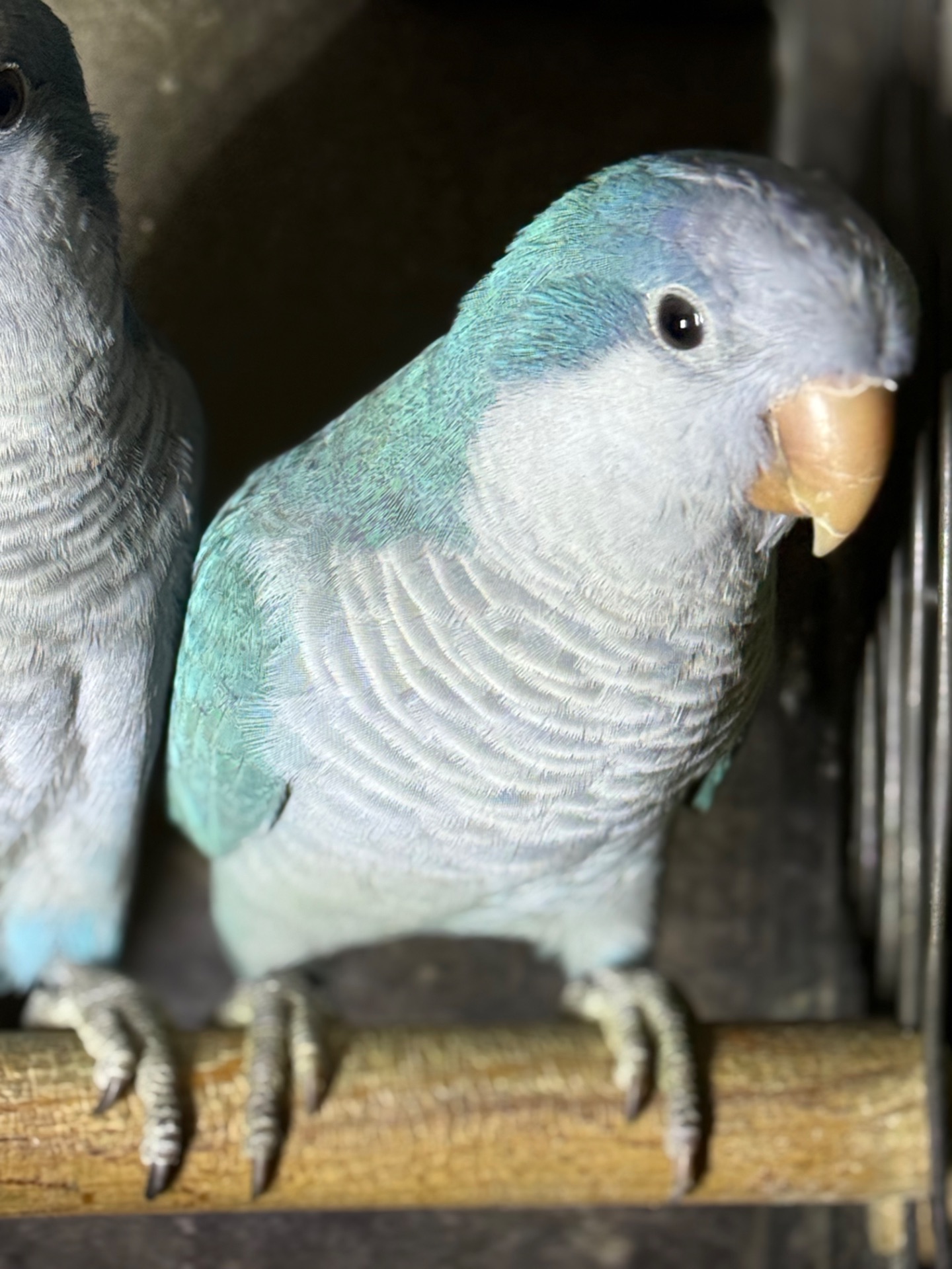 Папуги монахи каліта квакер, молоді птахи