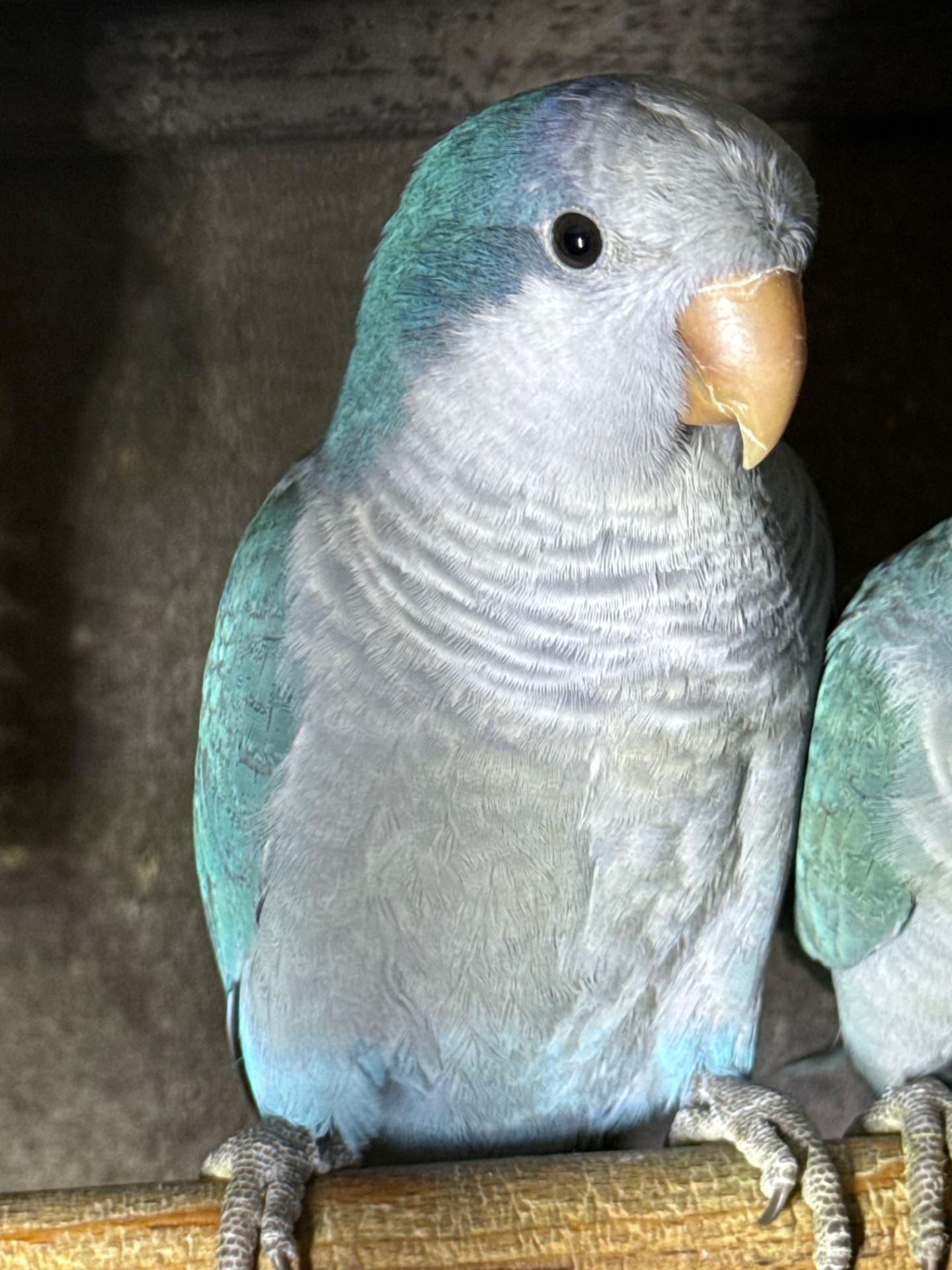 Папуги монахи каліта квакер, молоді птахи