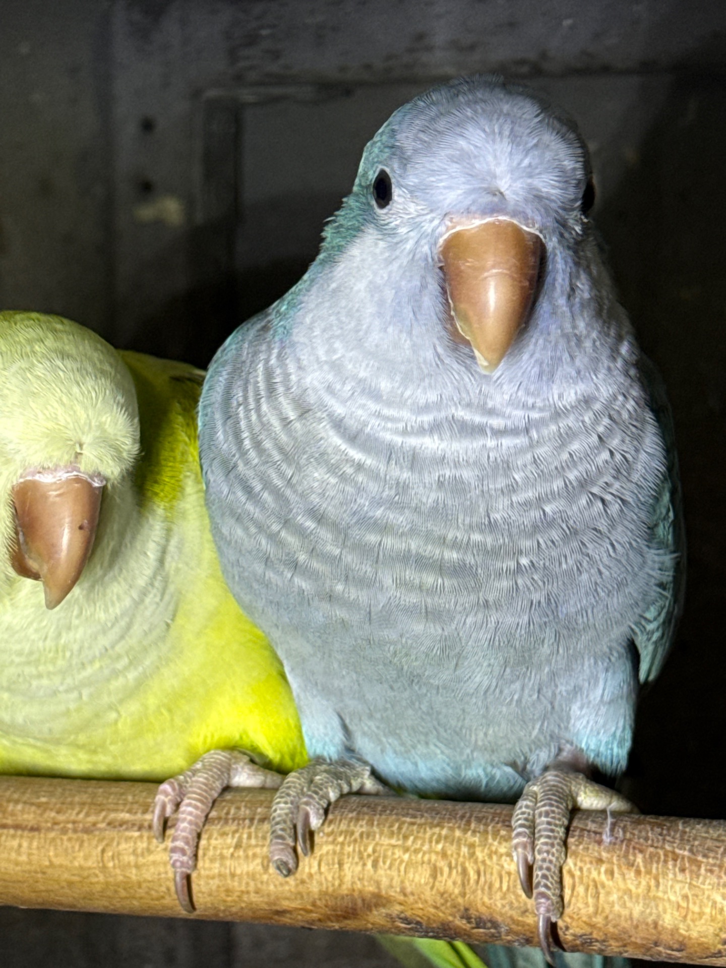 Папуги що говорять, ручні птахи монахи викормиші птащенята