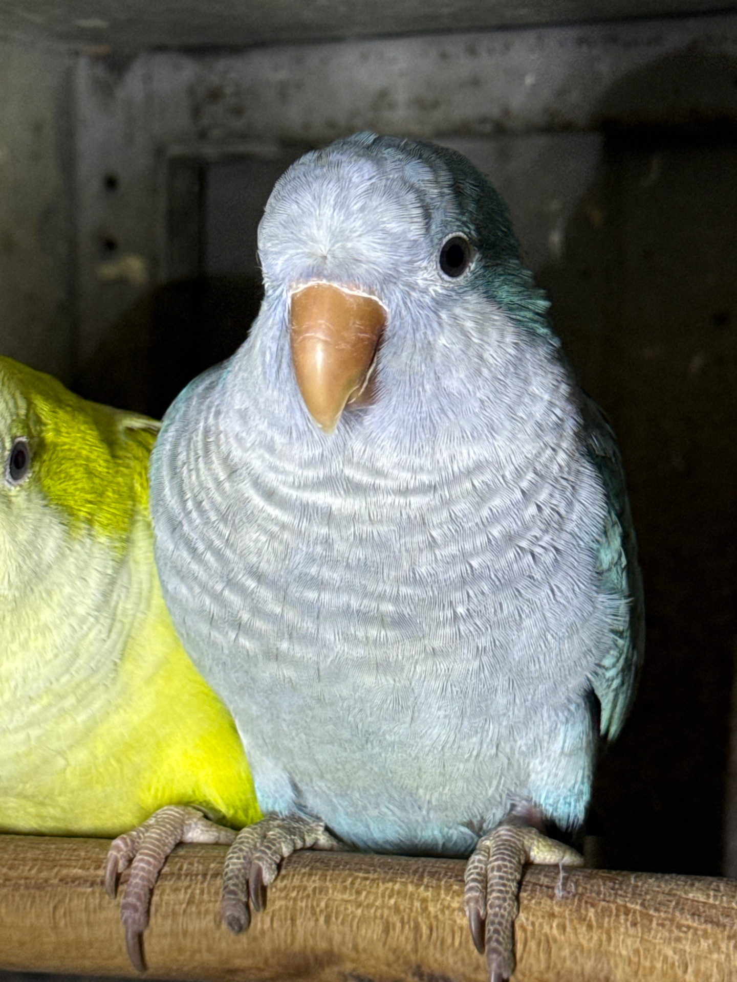 Папуги що говорять, ручні птахи монахи викормиші птащенята