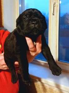 цуценята кане корсо