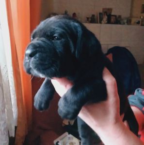 цуценята кане корсо