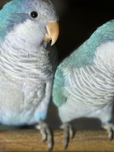 Папуги монахи каліта квакер, молоді птахи