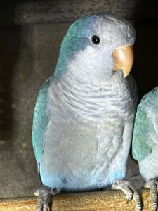 Папуги монахи каліта квакер, молоді птахи