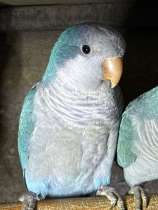 Папуги монахи каліта квакер, молоді птахи