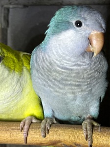 Папуги що говорять, ручні птахи монахи викормиші птащенята