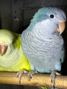 Папуги що говорять, ручні птахи монахи викормиші птащенята