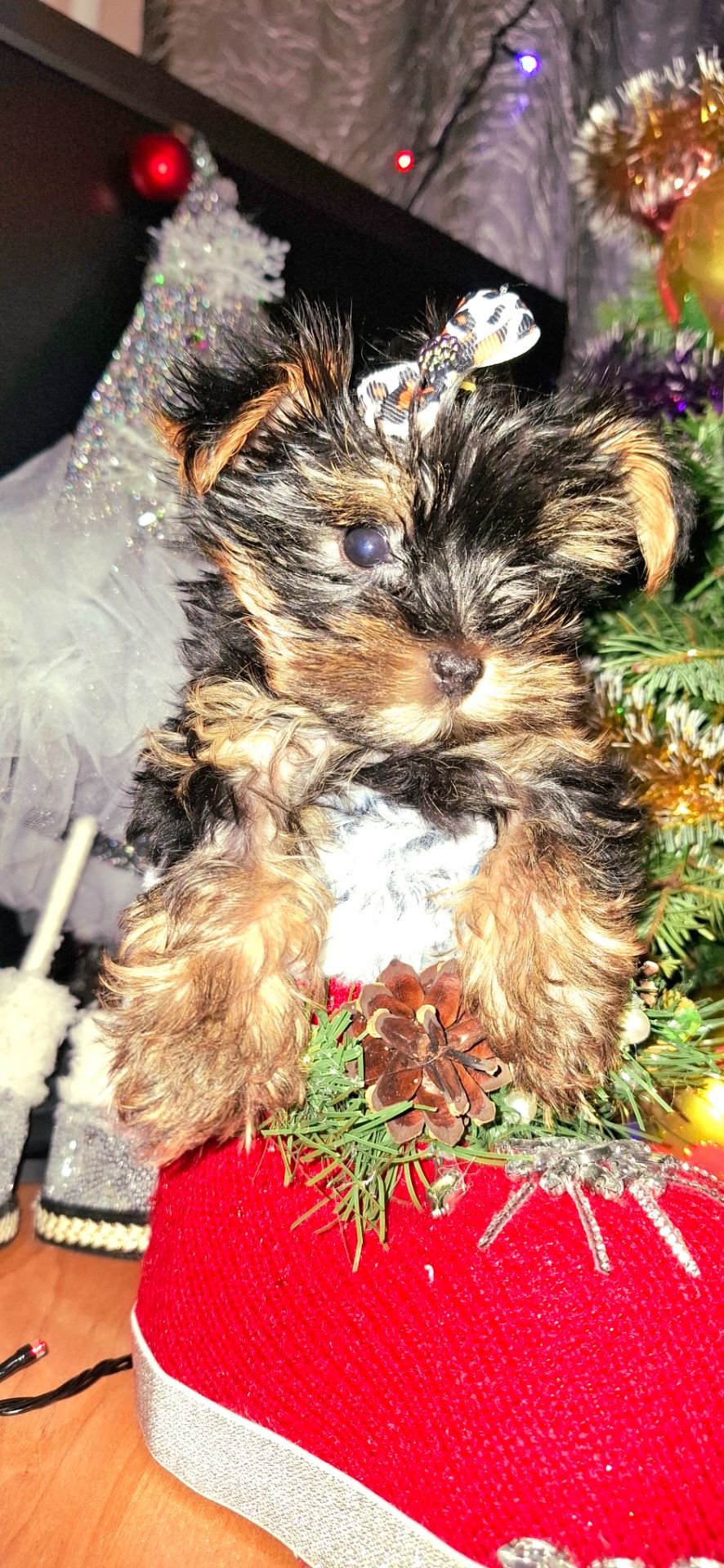 Справжнє новорічне чудо для близької людини