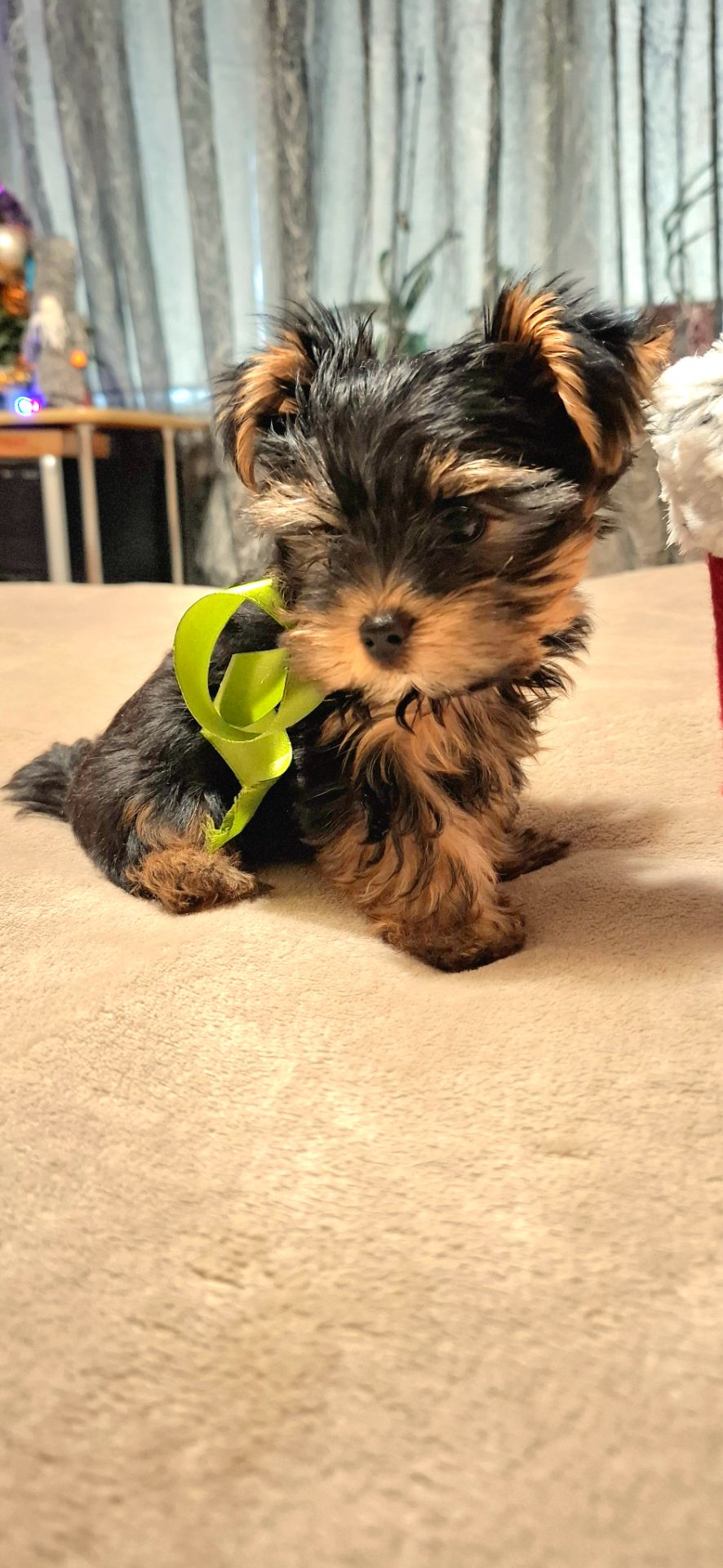 Справжнє новорічне чудо для близької людини