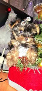 Справжнє новорічне чудо для близької людини