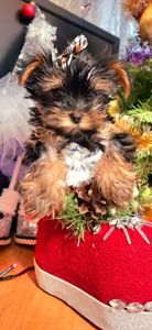 Справжнє новорічне чудо для близької людини