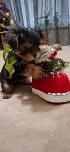 Справжнє новорічне чудо для близької людини