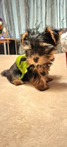 Справжнє новорічне чудо для близької людини