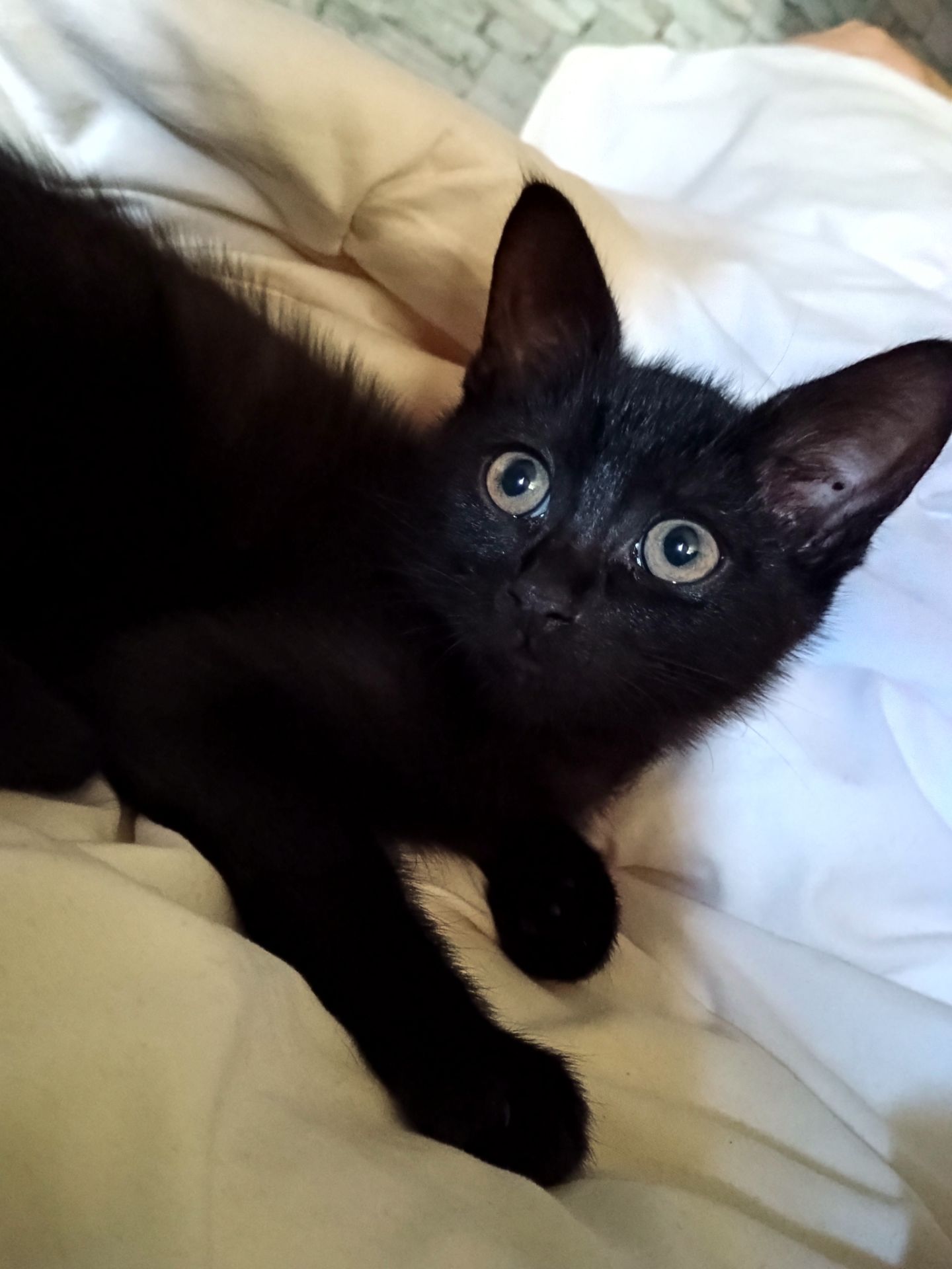 Котеня, дівчинка