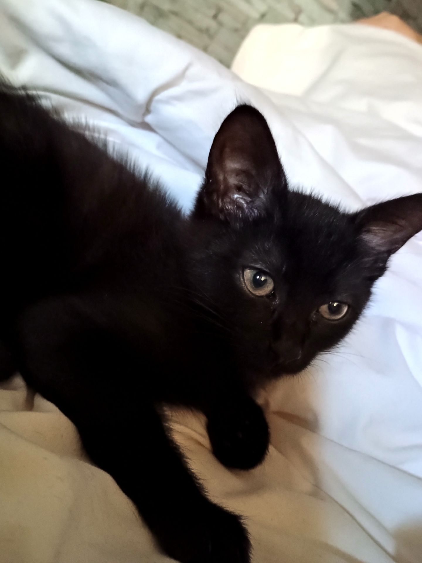 Котеня, дівчинка