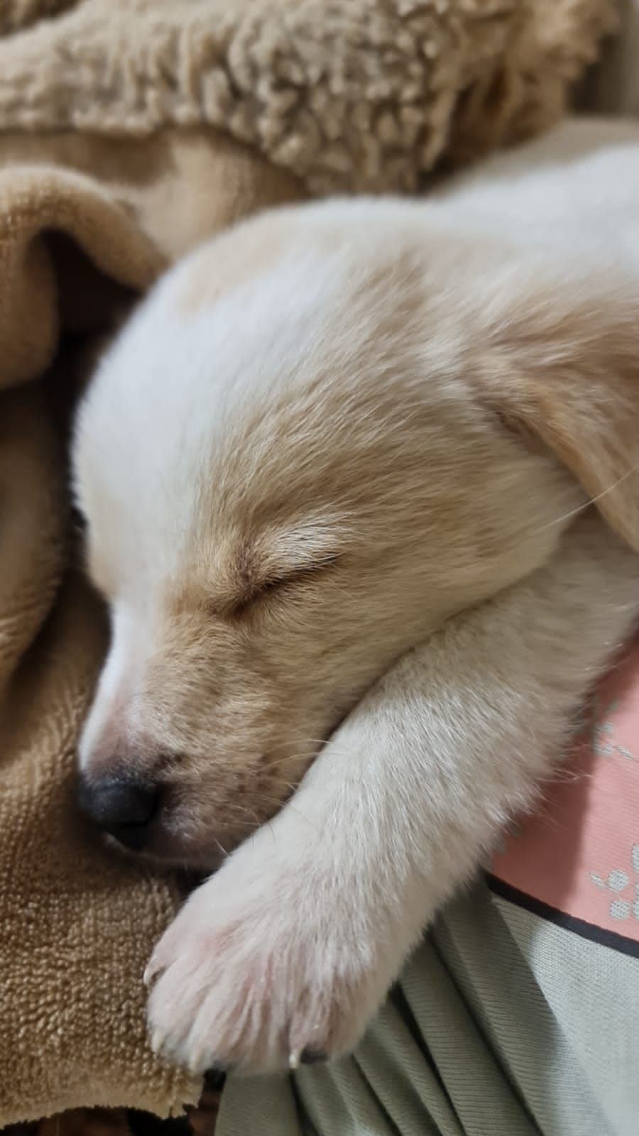 Собачка в добрі руки