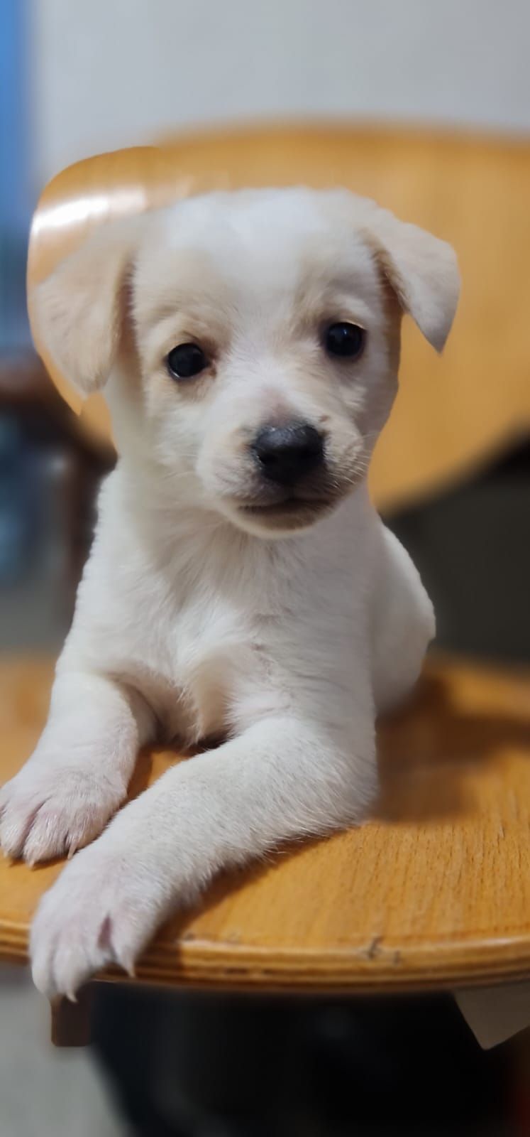 Собачка в добрі руки