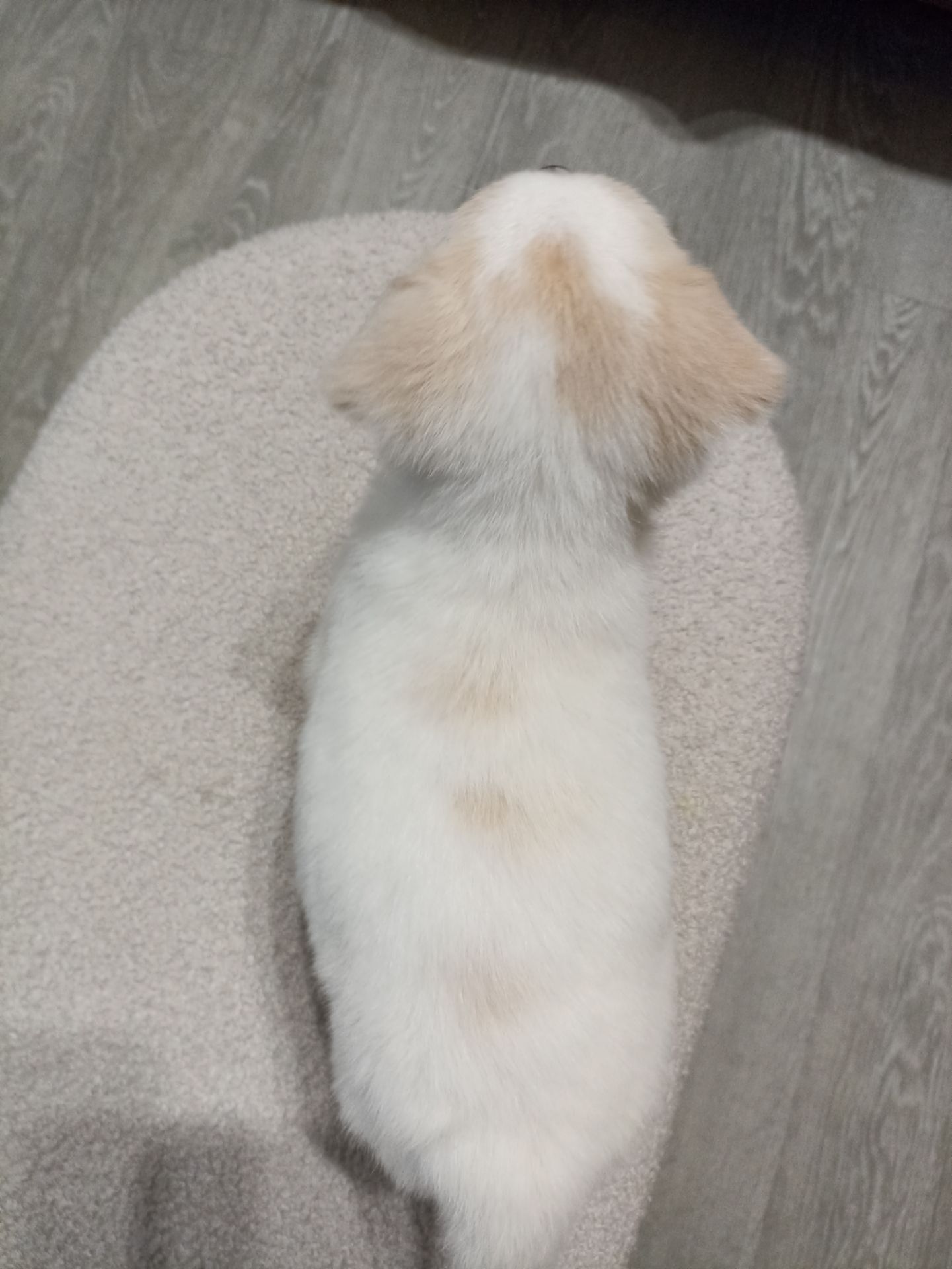 Собачка в добрі руки