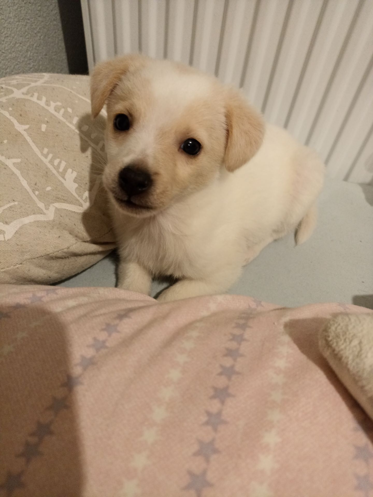 Собачка в добрі руки