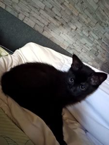 Котеня, дівчинка