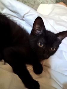 Котеня, дівчинка