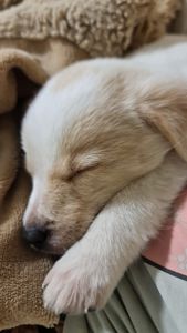 Собачка в добрі руки