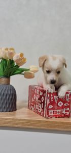 Собачка в добрі руки