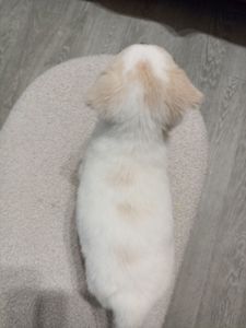 Собачка в добрі руки