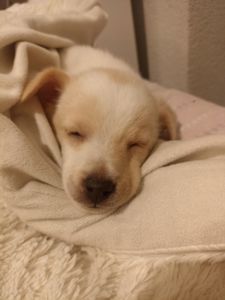 Собачка в добрі руки