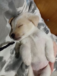 Собачка в добрі руки