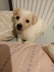 Собачка в добрі руки