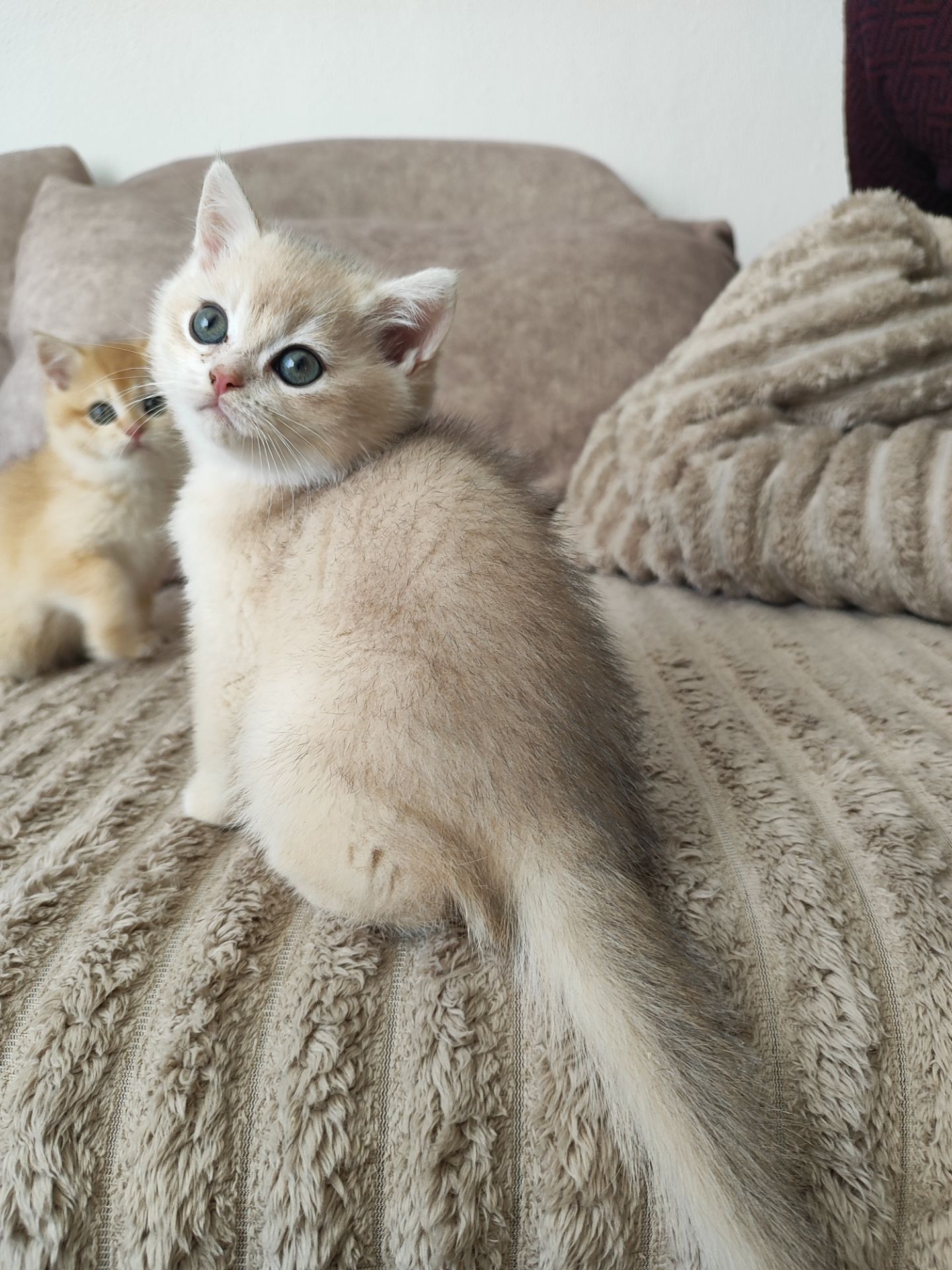 Голубе золото ny11