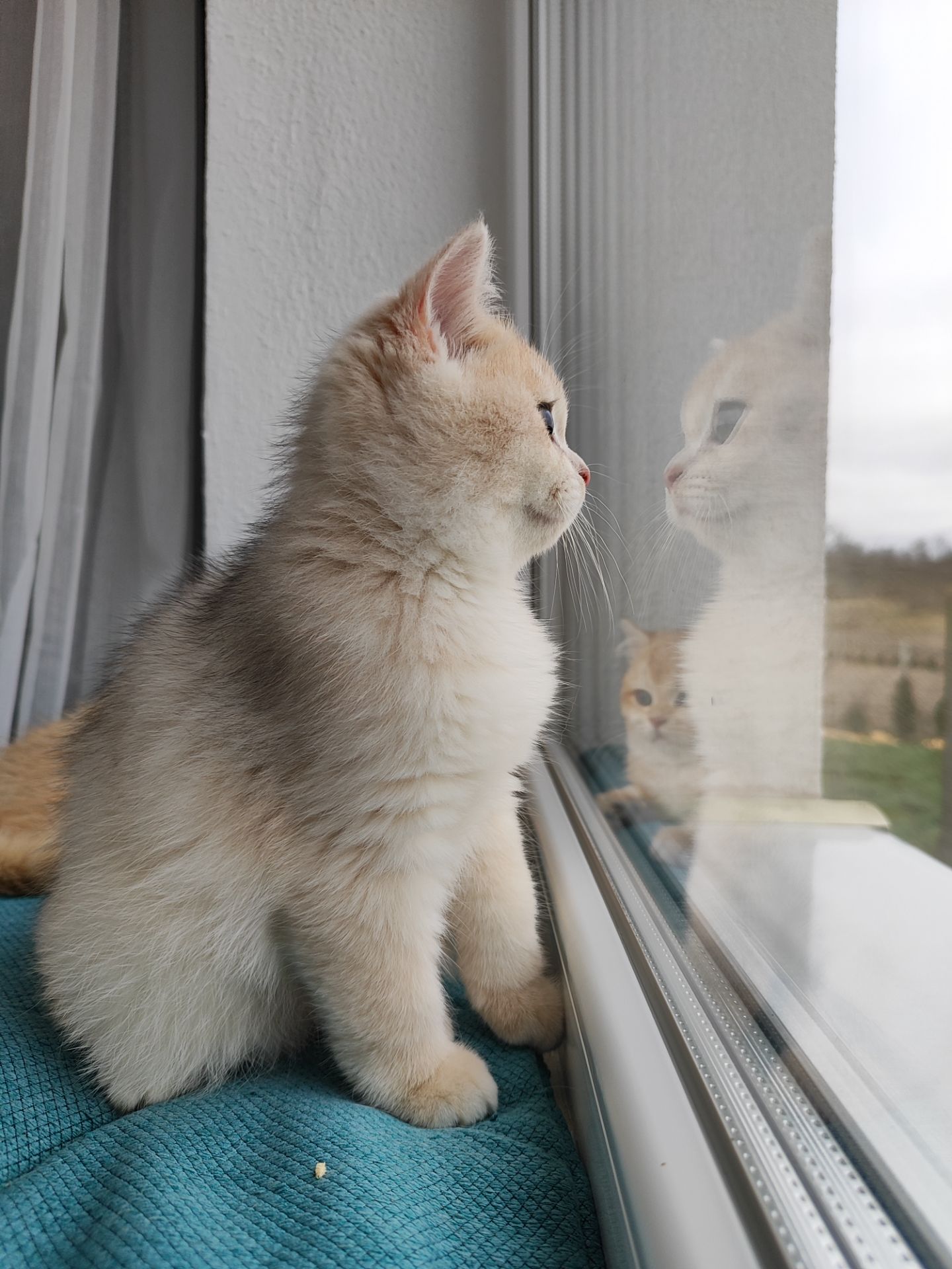 Голубе золото ny11