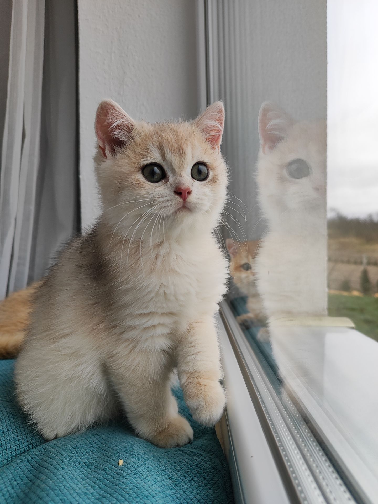 Голубе золото ny11