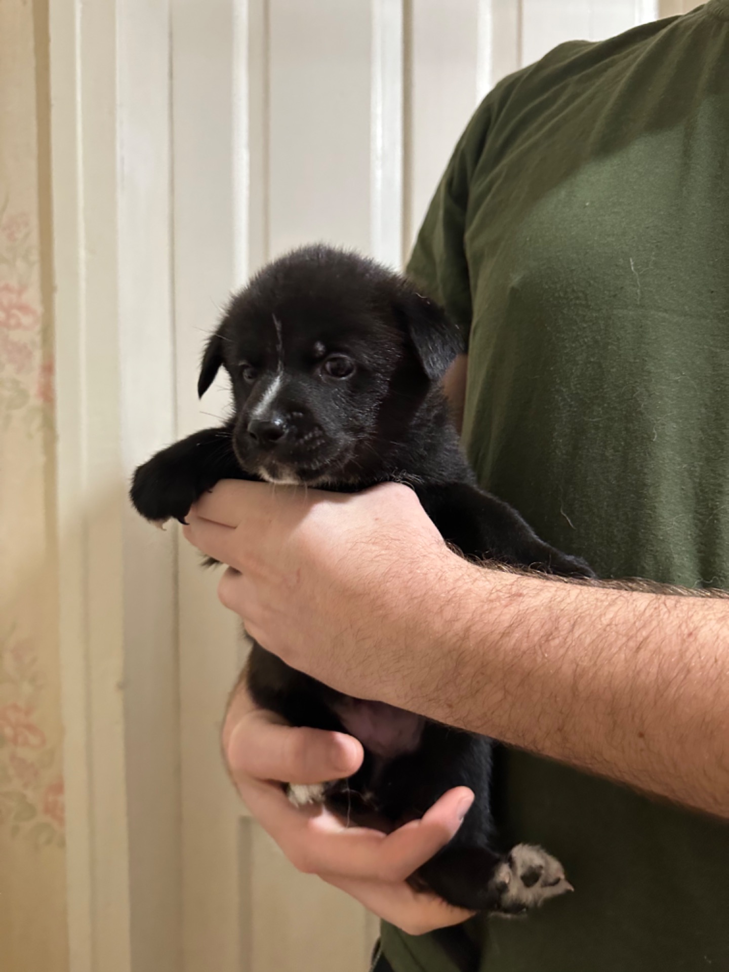 Щенки акита Ину