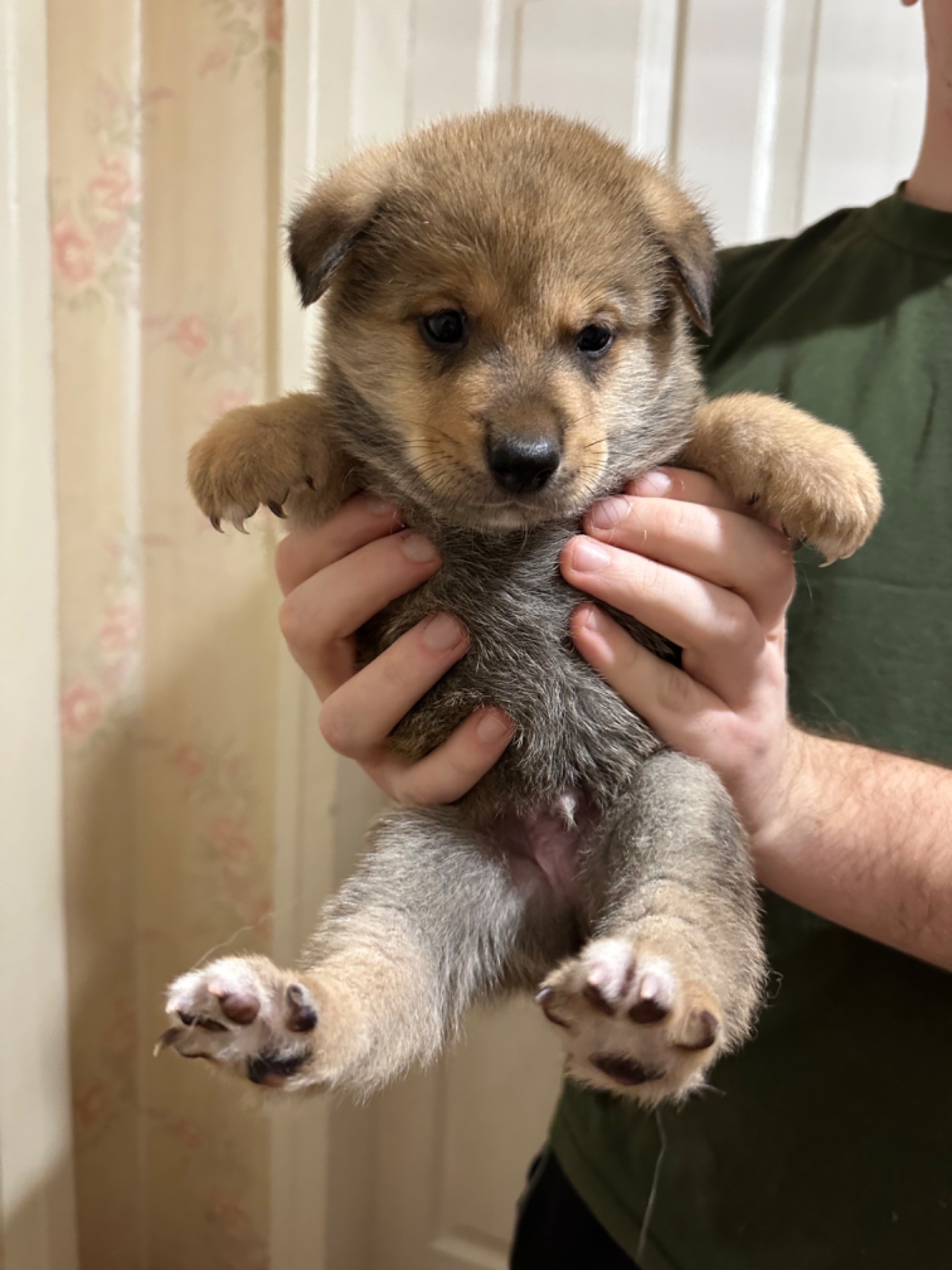 Щенки акита Ину