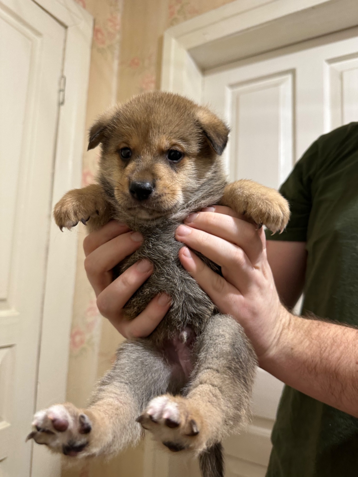 Щенки акита Ину