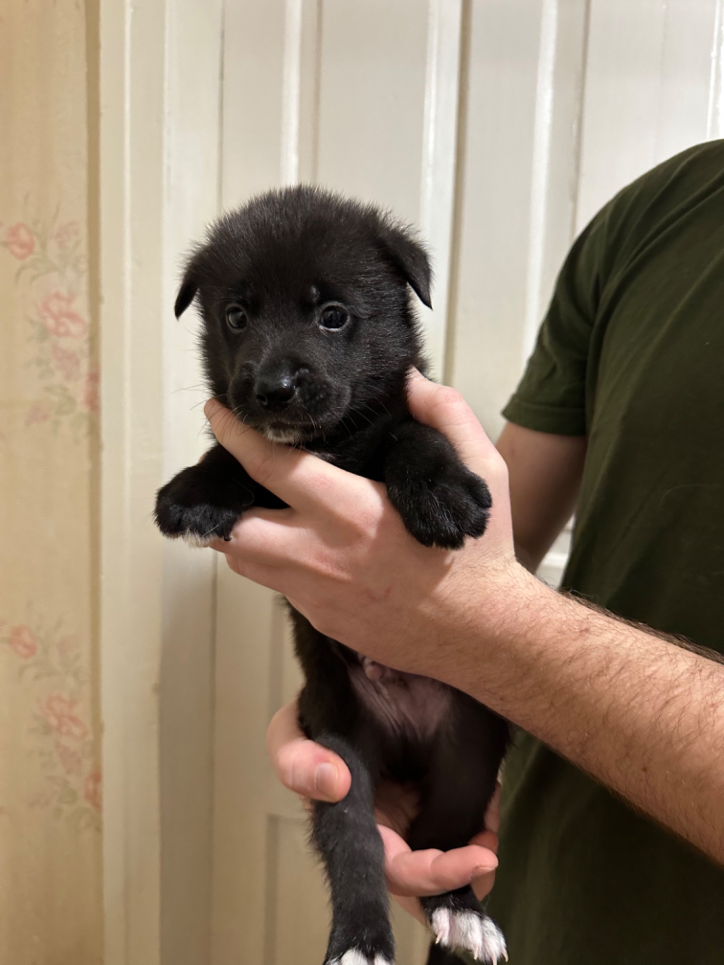 Щенки акита Ину