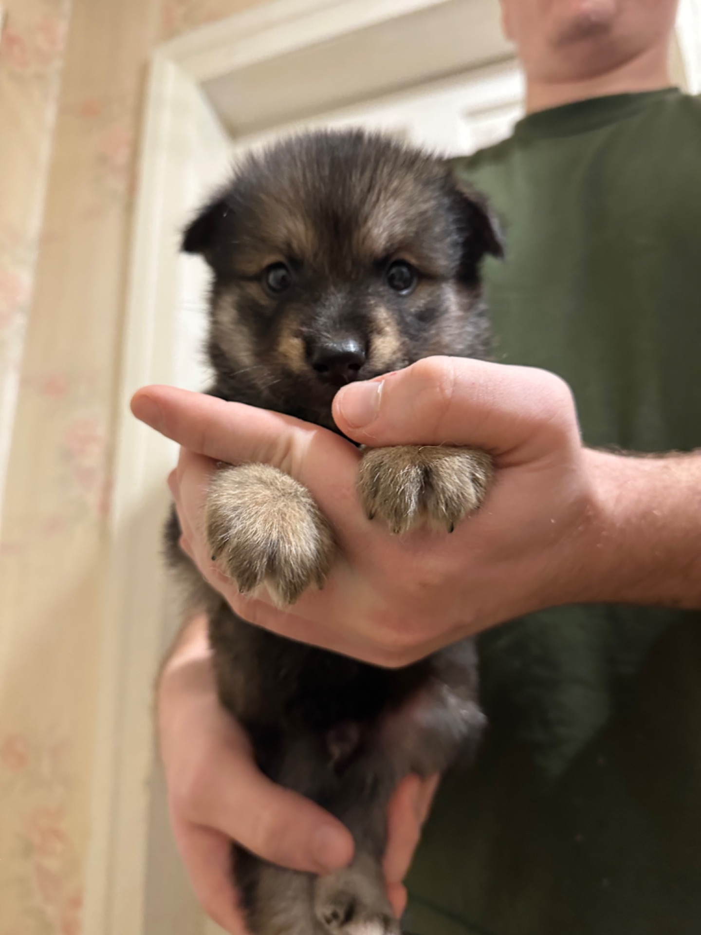 Щенки акита Ину