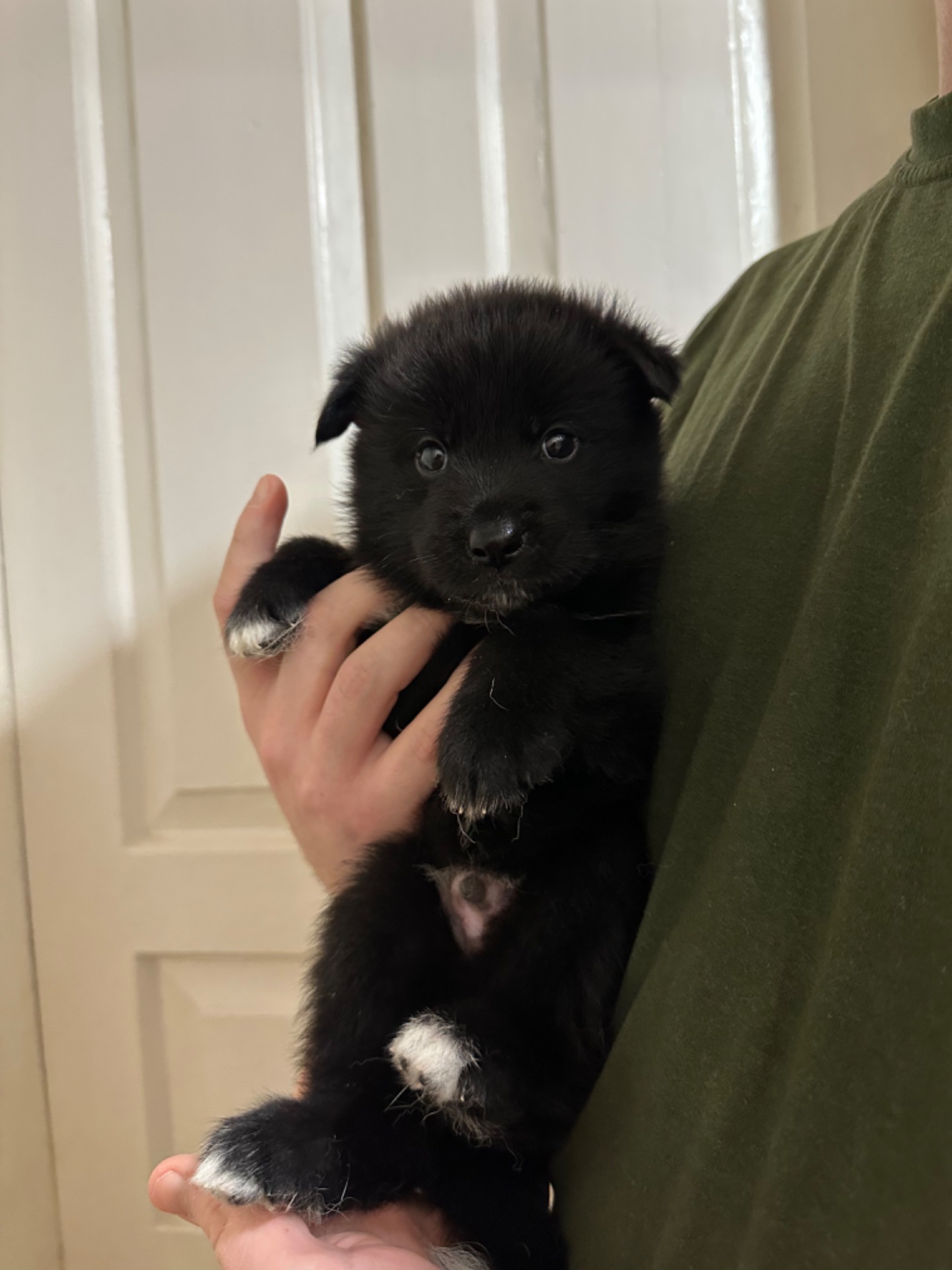 Щенки акита Ину