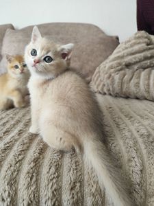 Голубе золото ny11