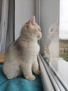 Голубе золото ny11