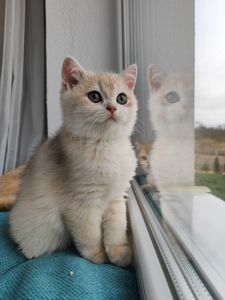 Голубе золото ny11